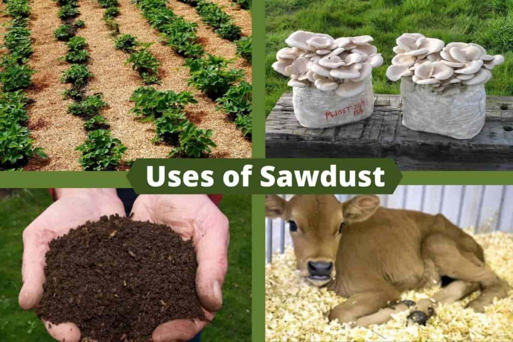 Will Sawdust Kill Grass? Know Before You Put Them In Your Garden
