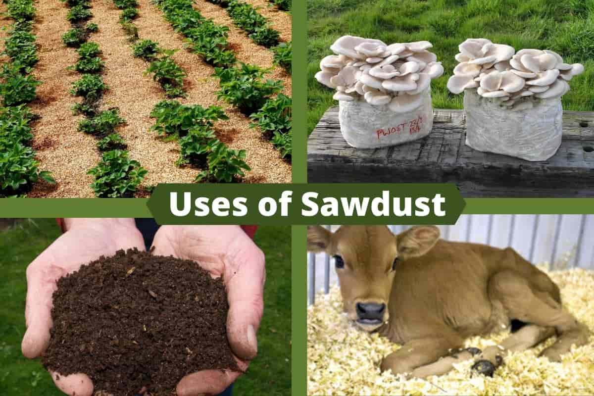 Will Sawdust Kill Grass? Know Before You Put Them In Your Garden