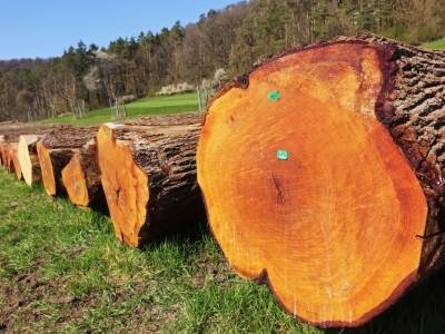 Hardwood trunk